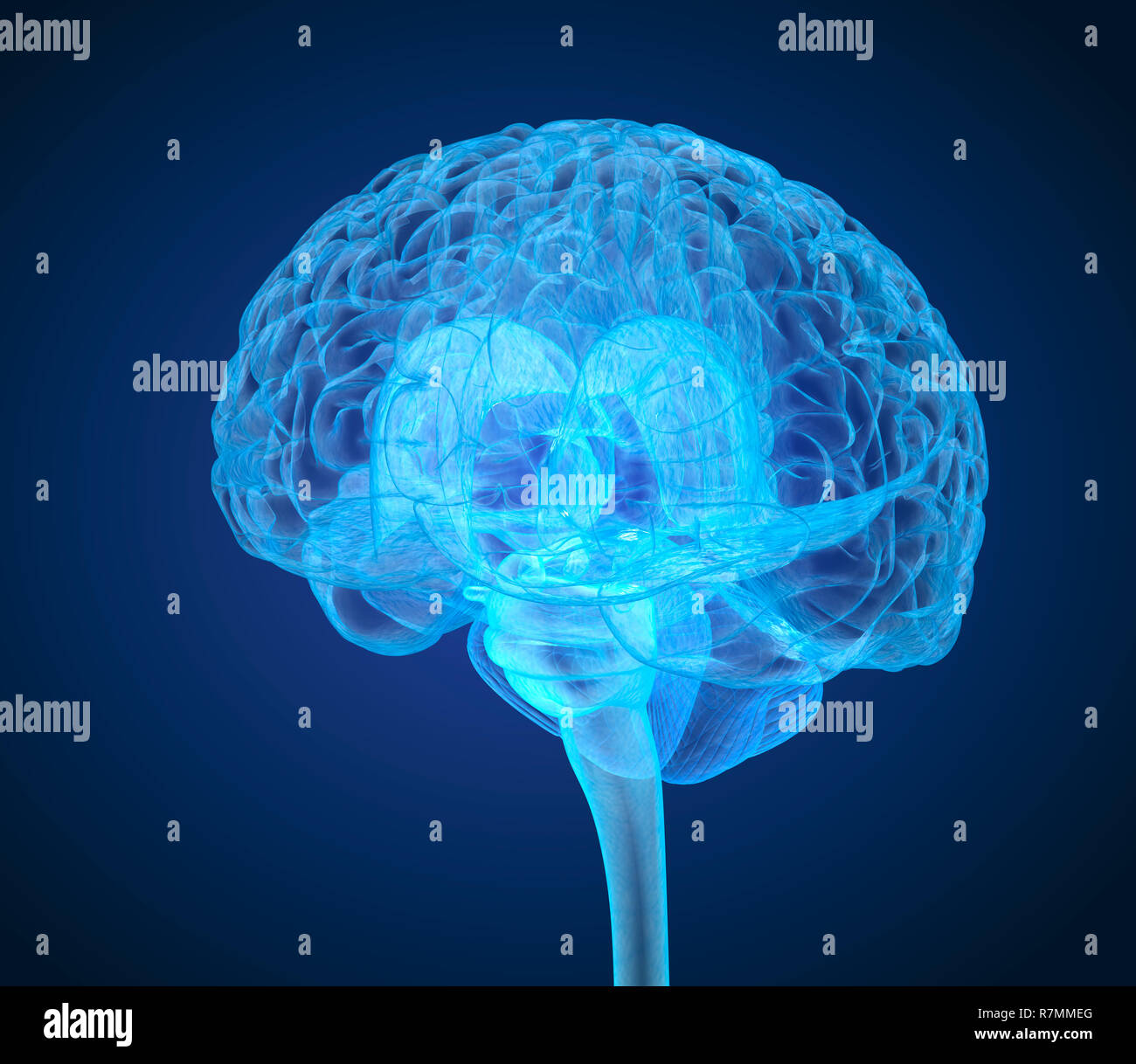 Menschliche Gehirn Röntgen-Scan, medizinisch genaue 3D-Illustration Stockfoto