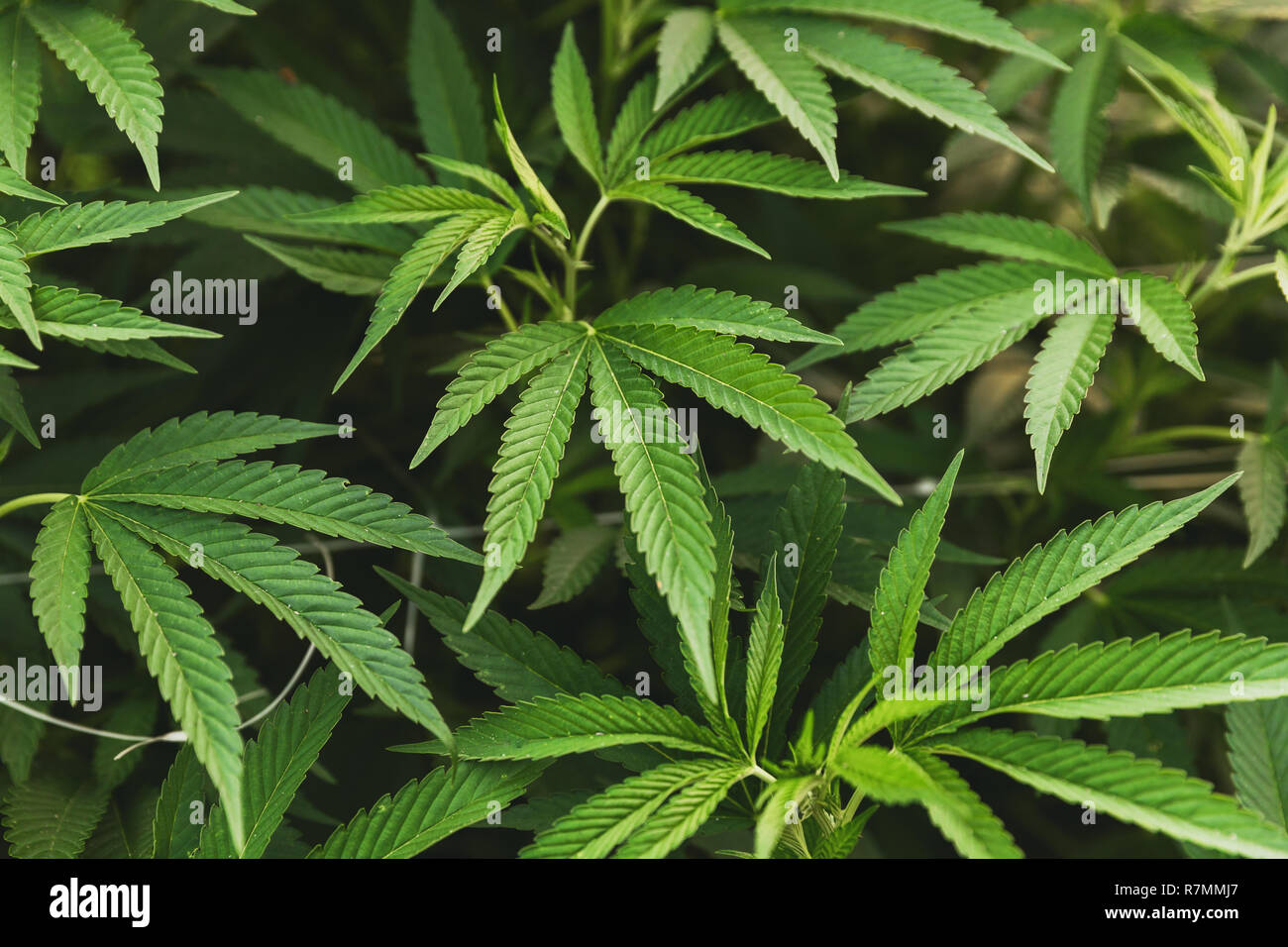 Details von Cannabis oder Marihuana pflanze Blätter in einem wachsenden Betrieb. Stockfoto