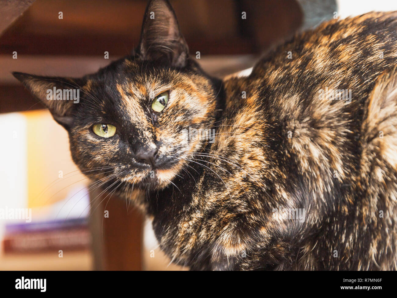 Hauskatze Mit Hellen Grüngelbe Augen Und Schwarzbraunes