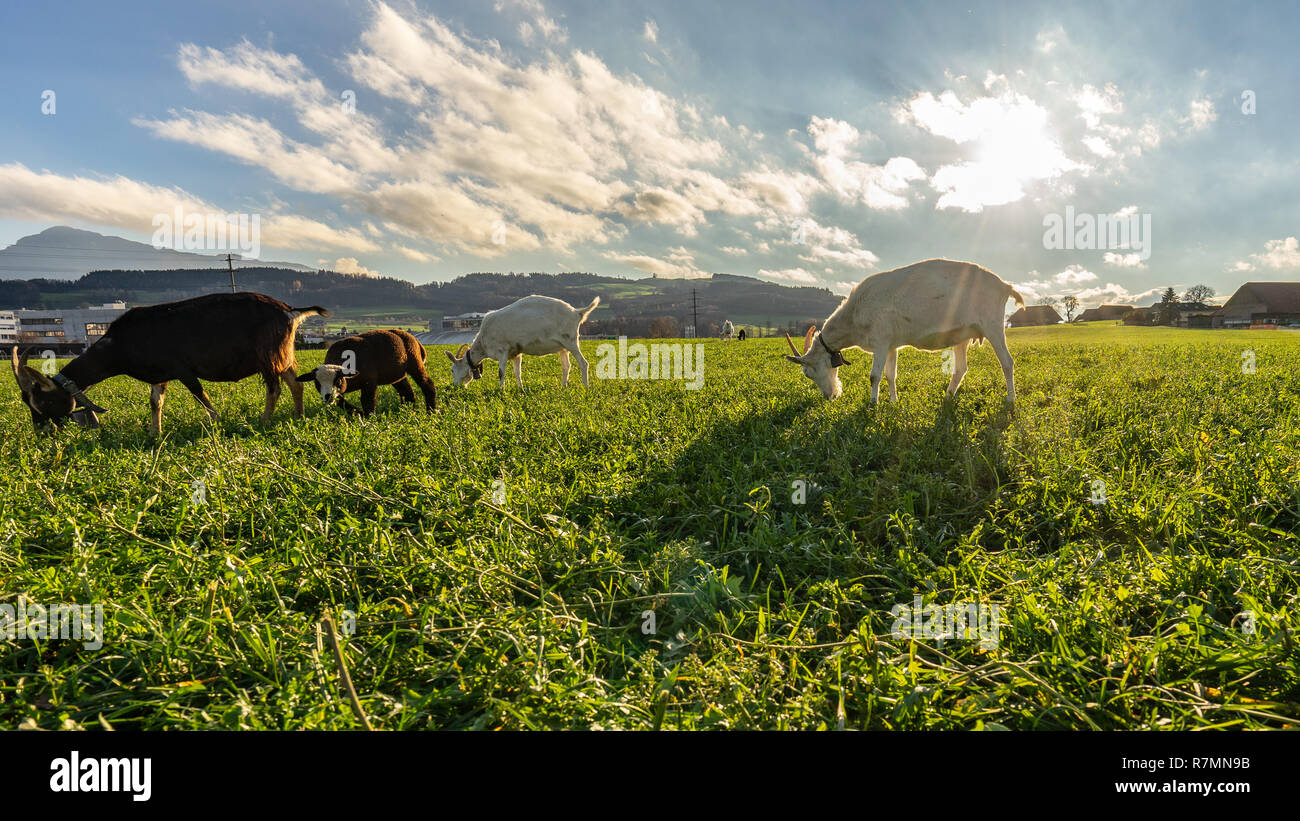 Ziegen weiden in der schweizer Landschaft Stockfoto