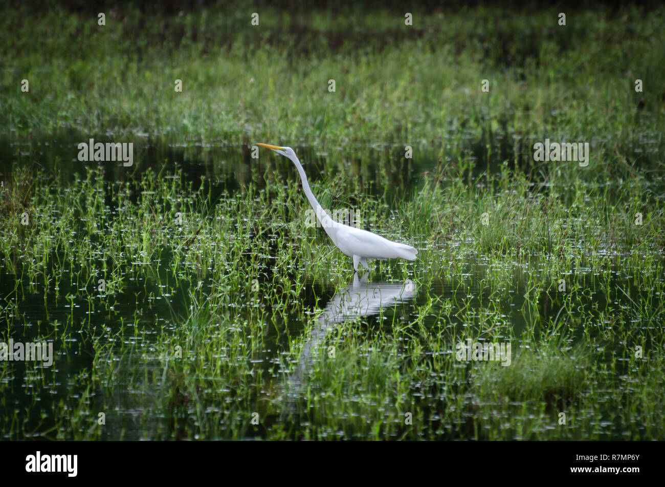 American Egret in Marsh Nahrungssuche Stockfoto