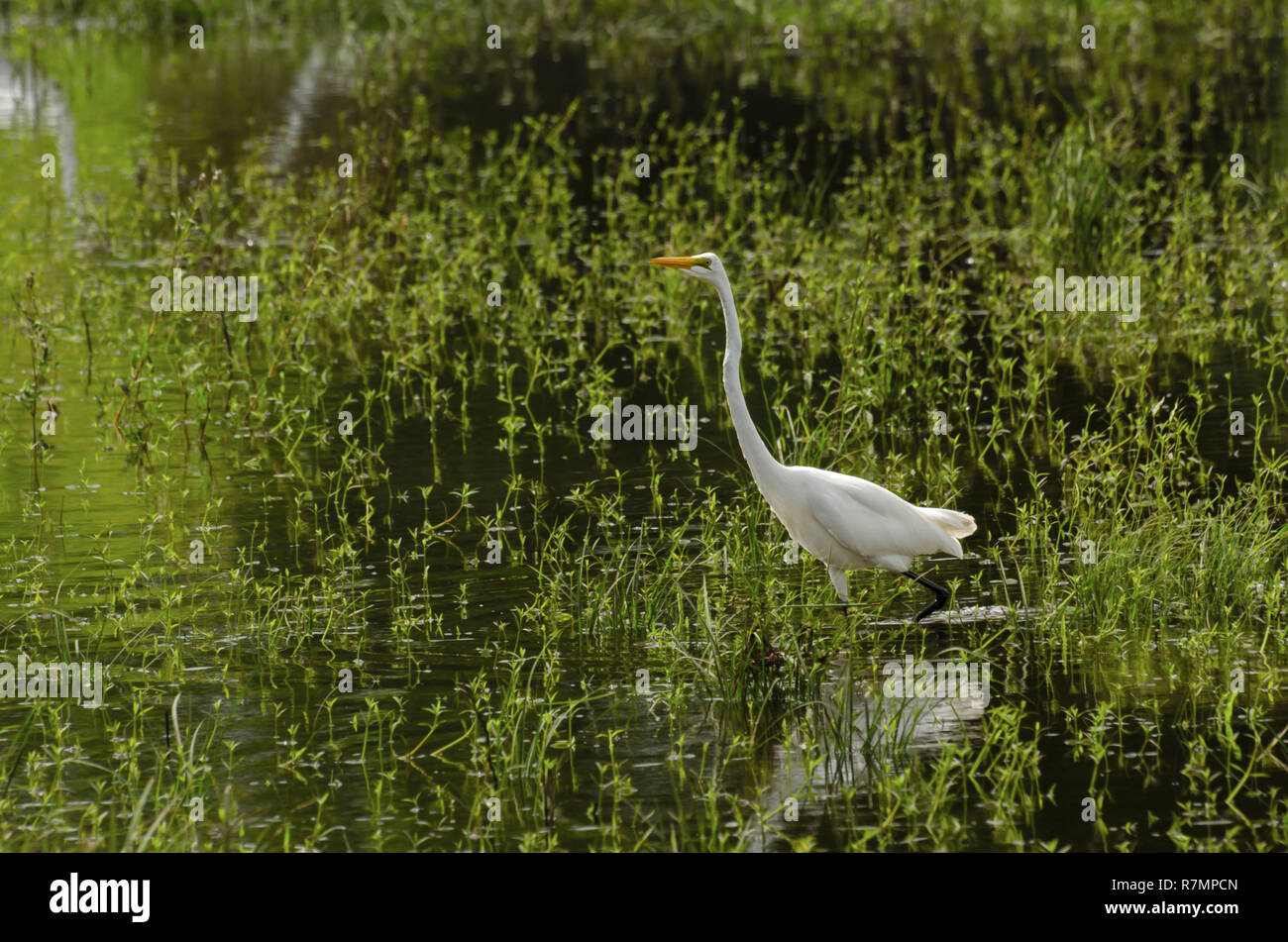 American Egret in Marsh Nahrungssuche Stockfoto