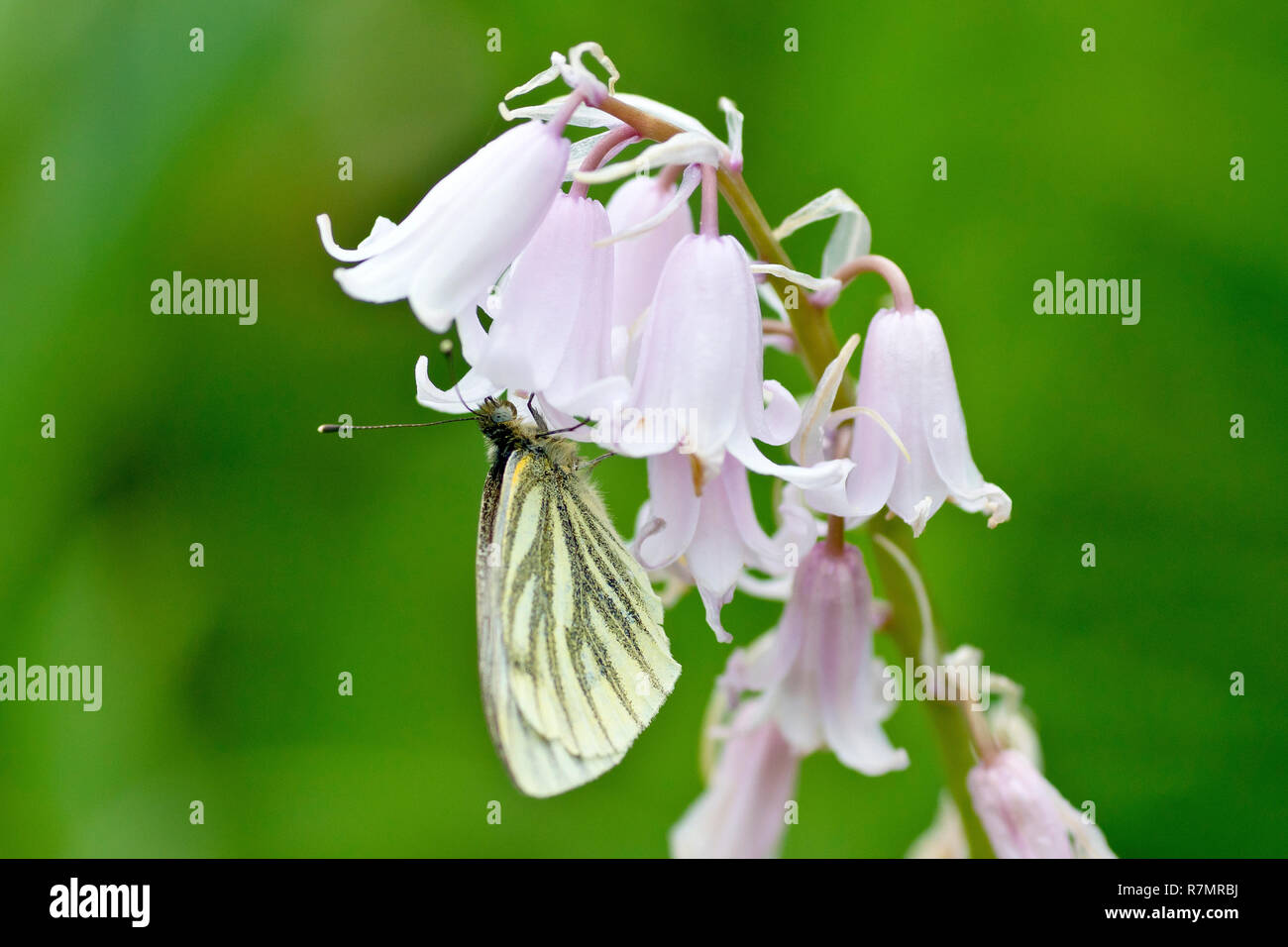 Nahaufnahme eines Rapsweißling Schmetterling (Pieris napi) in Ruhe auf einigen Bluebell Blumen (endymion non-skriptingunterbrechung) an einem kalten Frühlingstag. Stockfoto