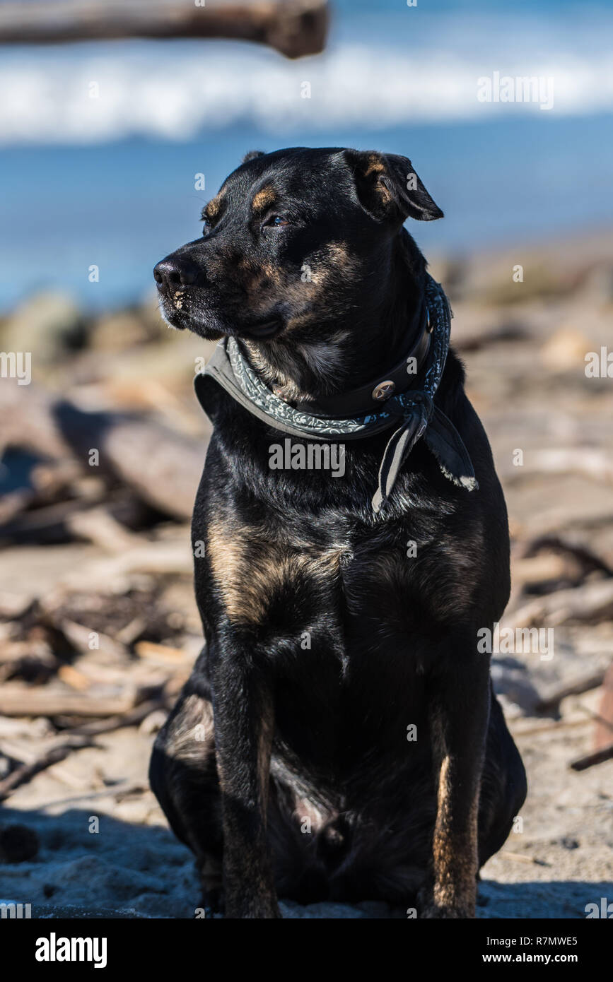 Patienten vermischt Rasse Hund warten am Strand, während sein Freund im Meer surfen ist. Stockfoto