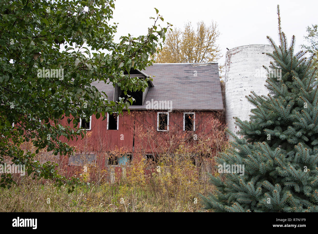 Verwitterte rot Holz- Scheune mit weißem Silo im Herbst Unkräuter Stockfoto