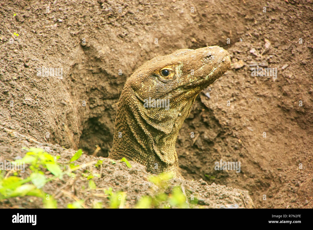 Portrait von Komodo Dragon graben ein Loch auf der Insel Rinca, Komodo Nationalpark, Nusa Tenggara, Indonesien. Es ist das größte lebende Arten der Eidechse Stockfoto