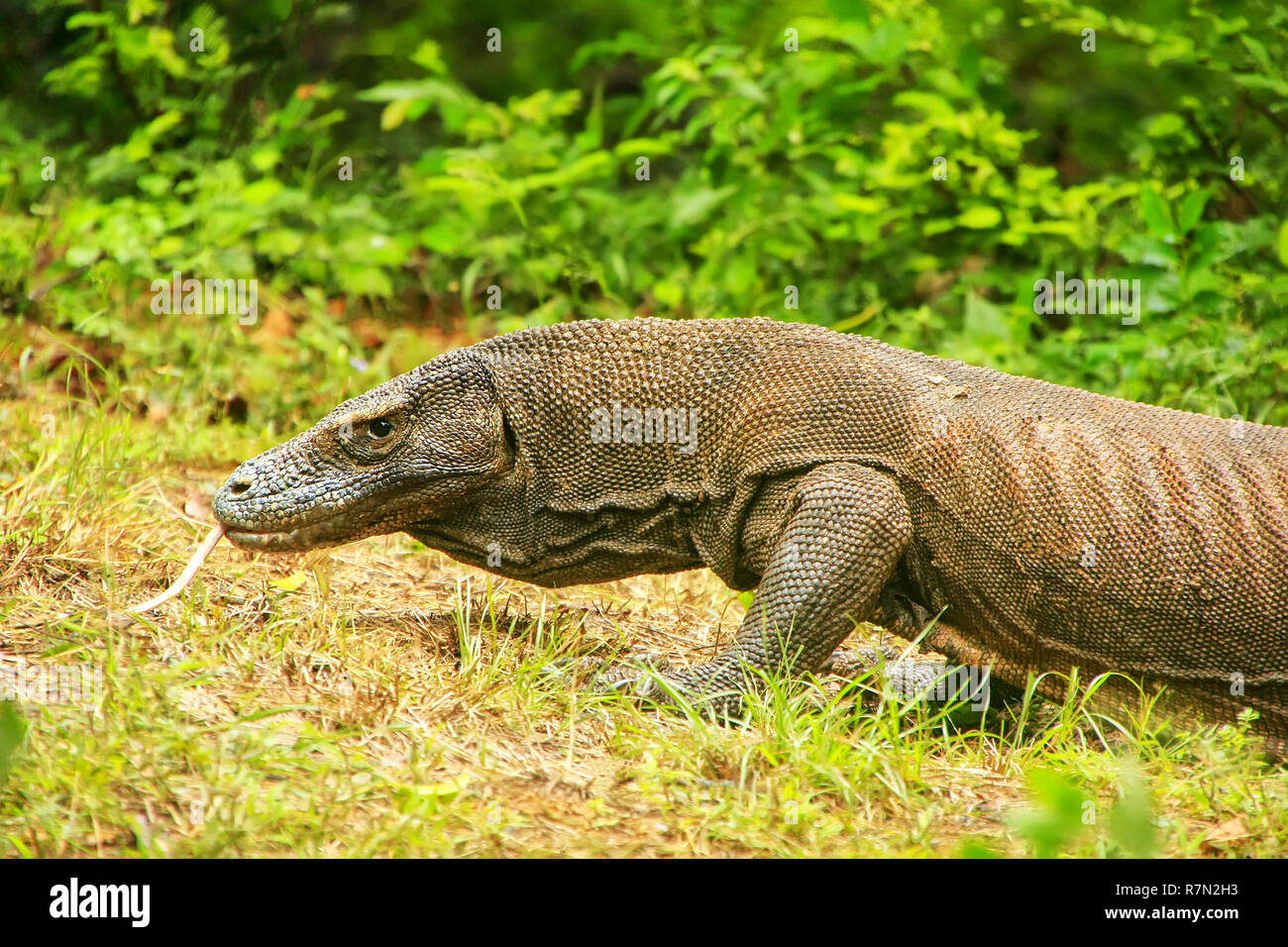 Komodo Dragon zu Fuß auf Rinca Island im Komodo National Park, Nusa Tenggara, Indonesien. Es ist die größte lebende Art der Eidechse Stockfoto