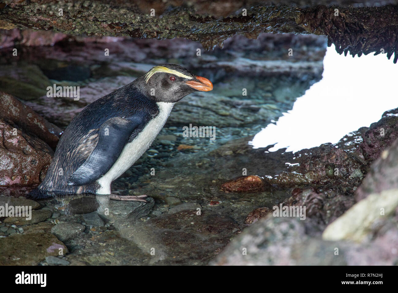 Fiordland Crested Penguin Eudyptes pachyrhynchus, Neuseeland Stockfoto