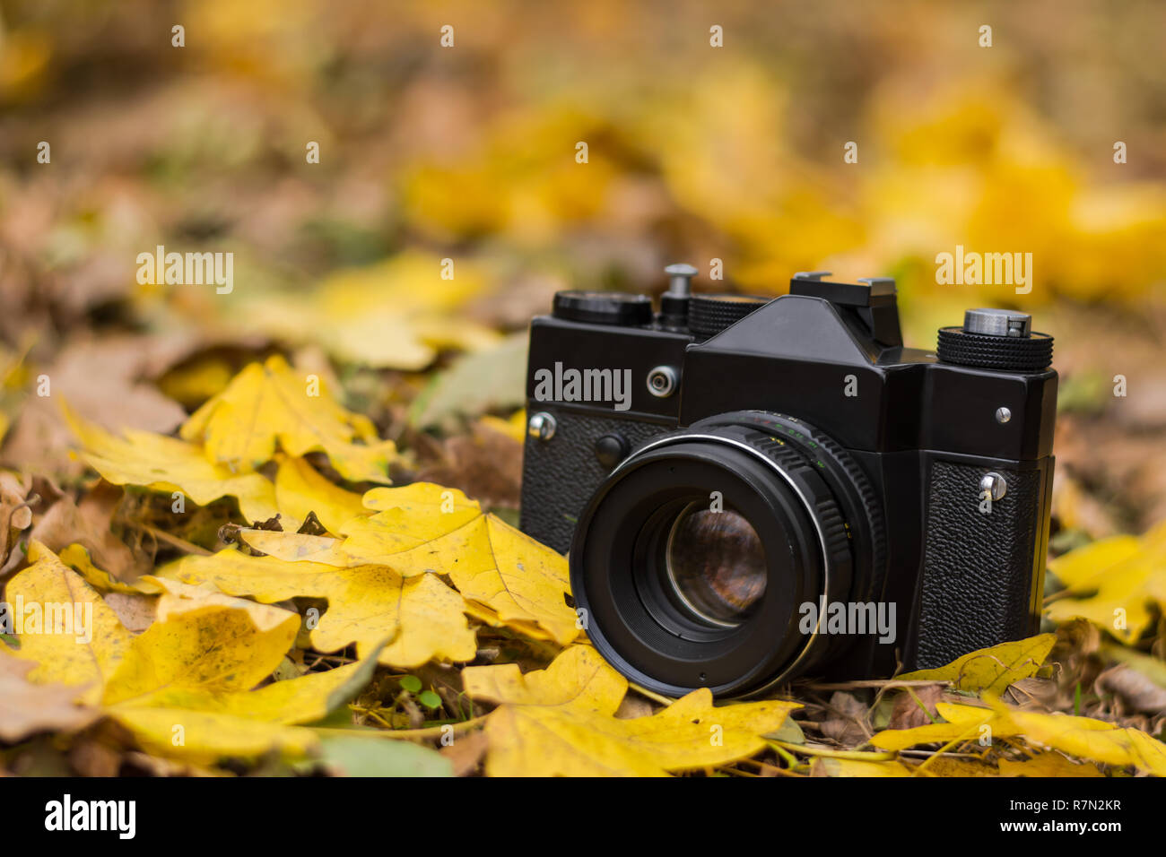 Retro Kamera mit gelben Blätter im Herbst im Wald. Stockfoto