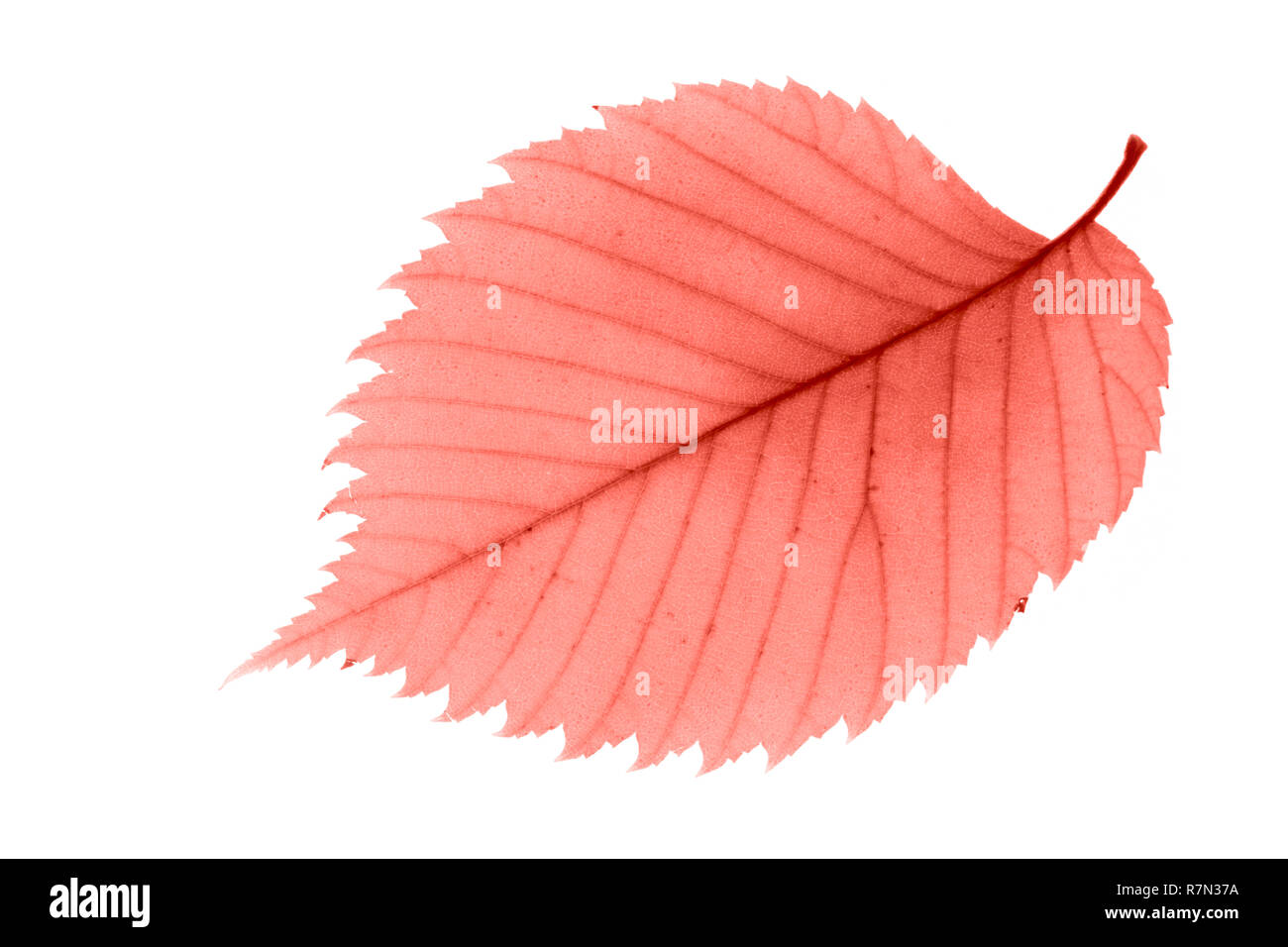 Gelb schöne Erle Blatt auf weißem Hintergrund. Herbst Konzept. Makro. Ispired durch die Farbe des Jahres 2019 - lebende Koralle. Stockfoto