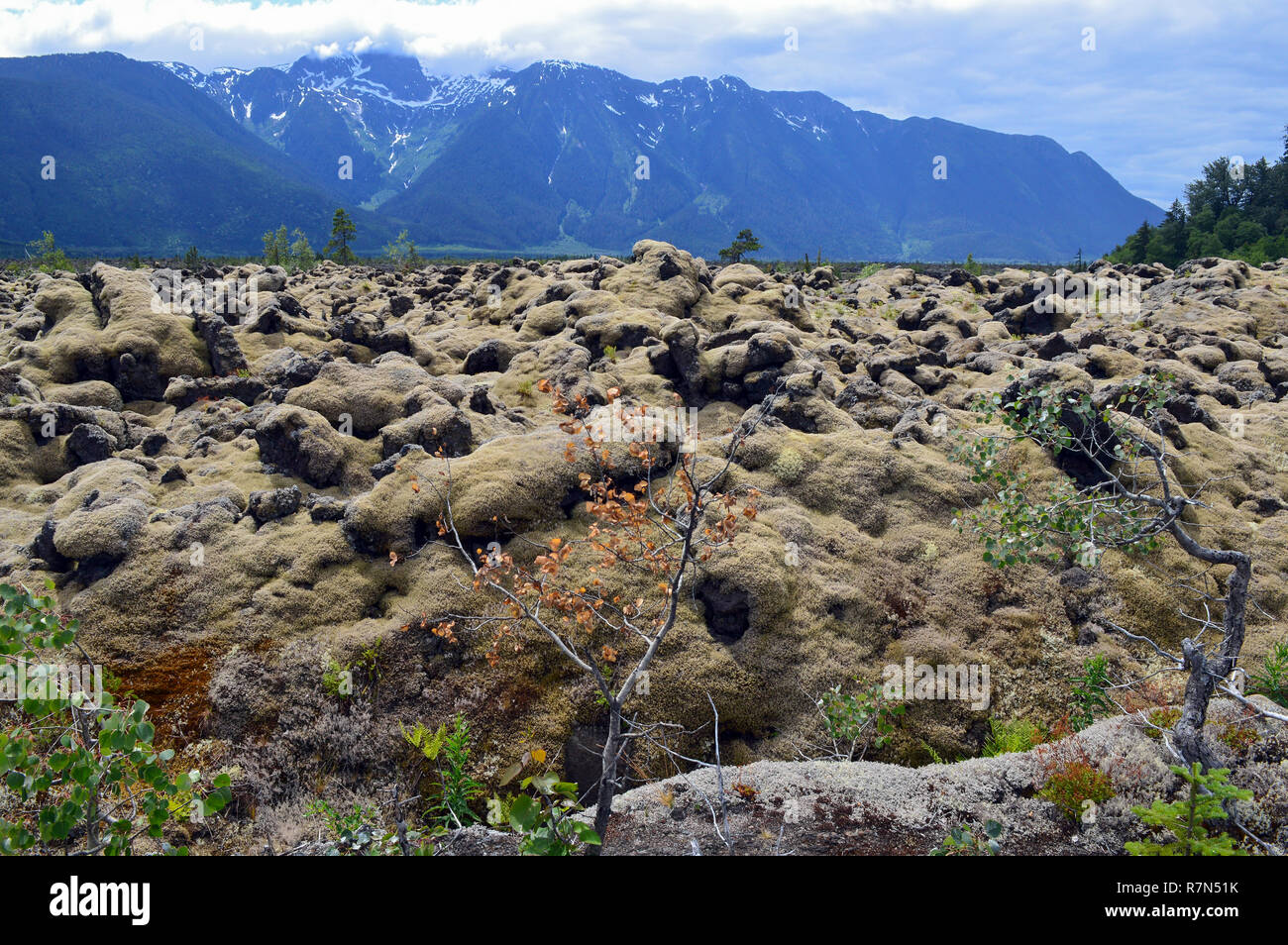 Flechten bedeckte Felsen und Berge in Nisga'a Memorial Lava Bed, British Columbia, Kanada Stockfoto