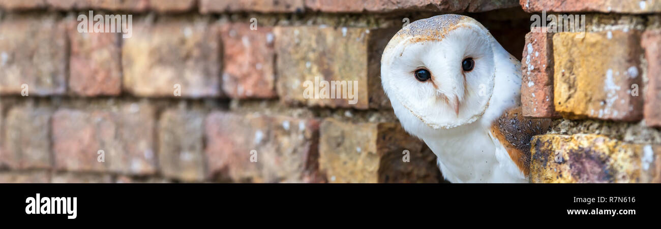 Panoramablick Web Banner der White Barn Owl in seinem Loch in einer Wand Stockfoto