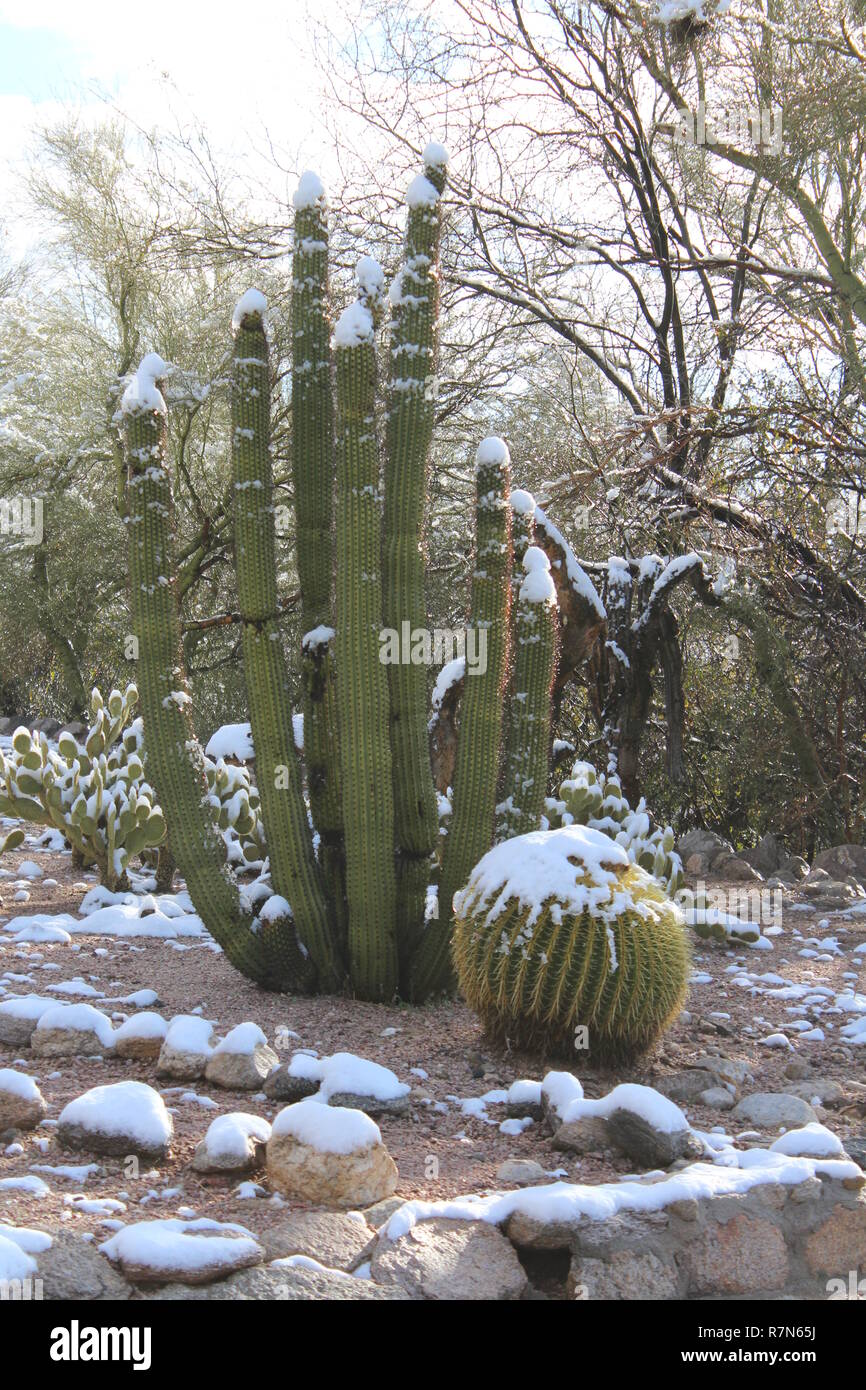 Schnee in der Wüste, Kakteen im Winter, Winter, Wüste Wüste in Arizona Stockfoto