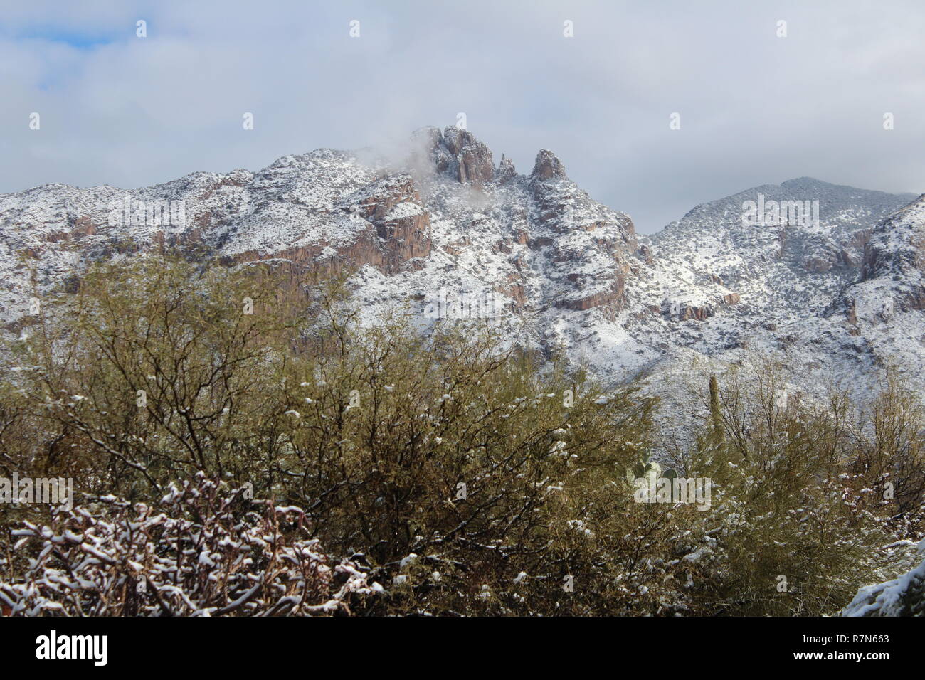 Schnee in der Wüste, Kakteen im Winter, Winter, Wüste Wüste in Arizona Stockfoto