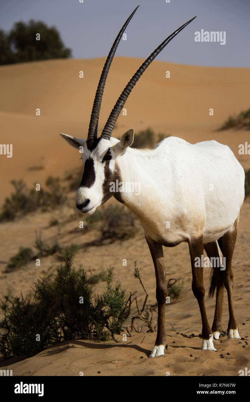 Wild Arabian Oryx in der Dubai Desert Conservation Reserve in den Vereinigten Arabischen Emiraten. Stockfoto