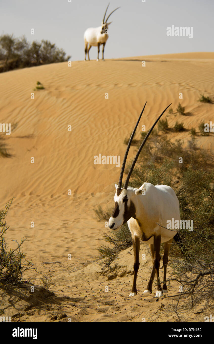 Wild Arabian Oryx in der Dubai Desert Conservation Reserve in den Vereinigten Arabischen Emiraten. Stockfoto