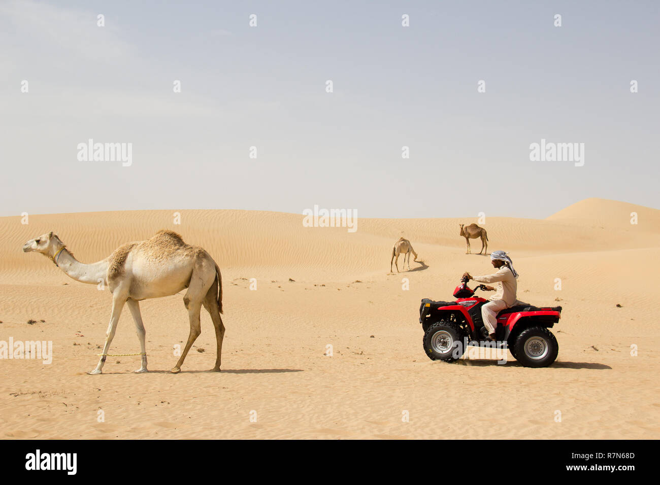 Ein Emirat in dishdash Ausritte in die Wüste auf einem ATV hinter einer Gruppe von Kamele in Dubai, Vereinigte Arabische Emirate. Stockfoto