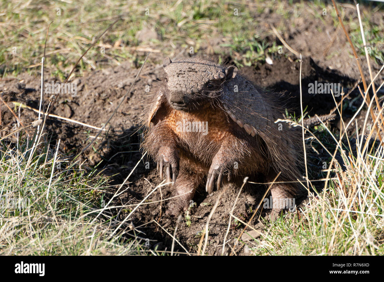 Dwarf armadillo aus ihren unterirdischen Nest Stockfotografie Alamy