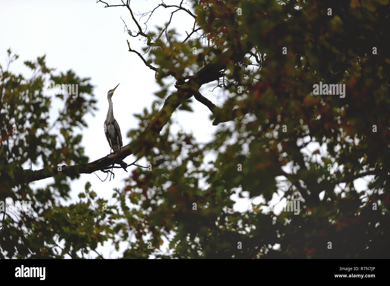 Die Wilde Graureiher sitzt auf Zweig hoch auf dem grünen Baum. Stockfoto