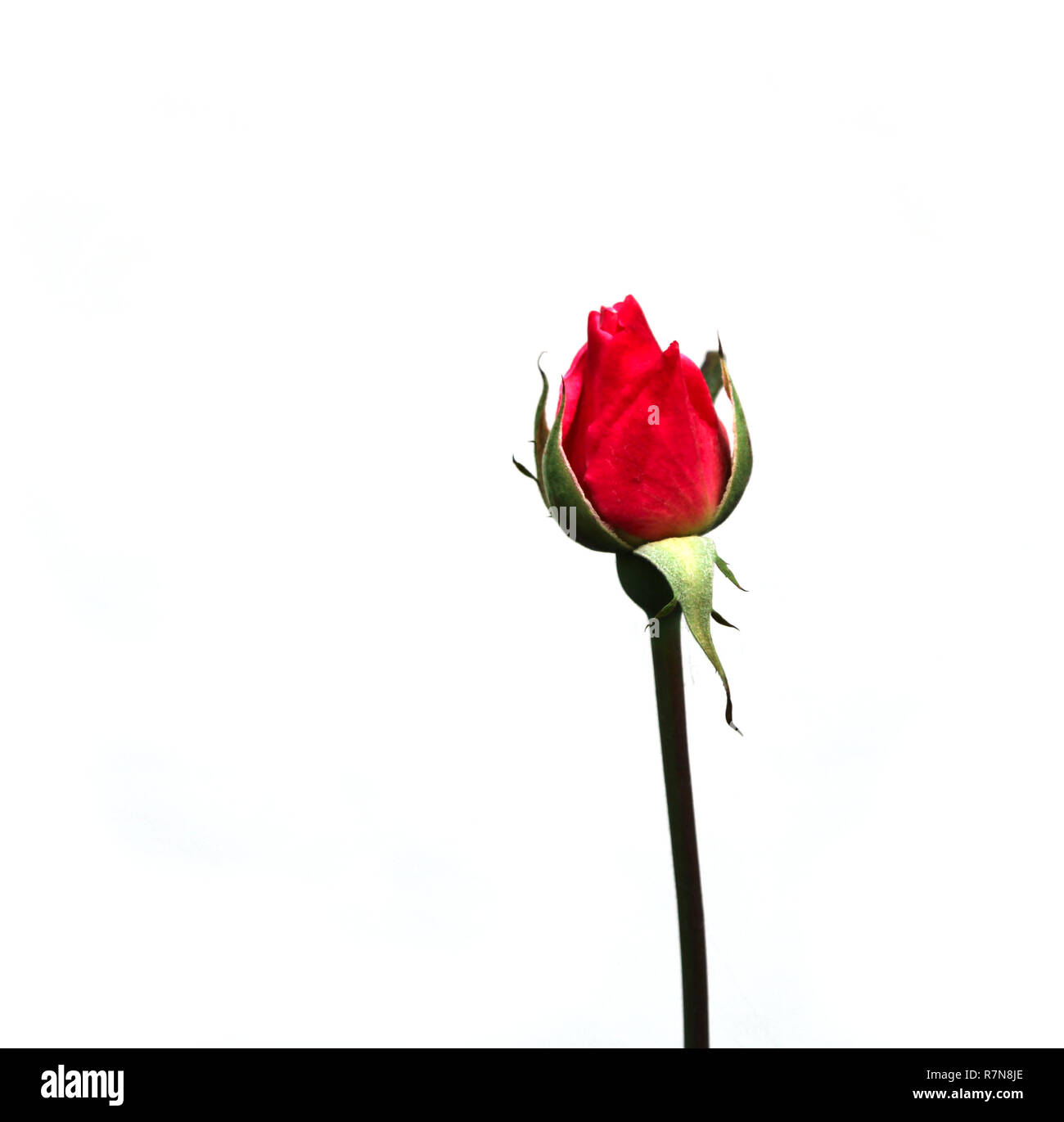 Einzelne Rote Rose Bud Weisser Hintergrund Stockfotografie Alamy