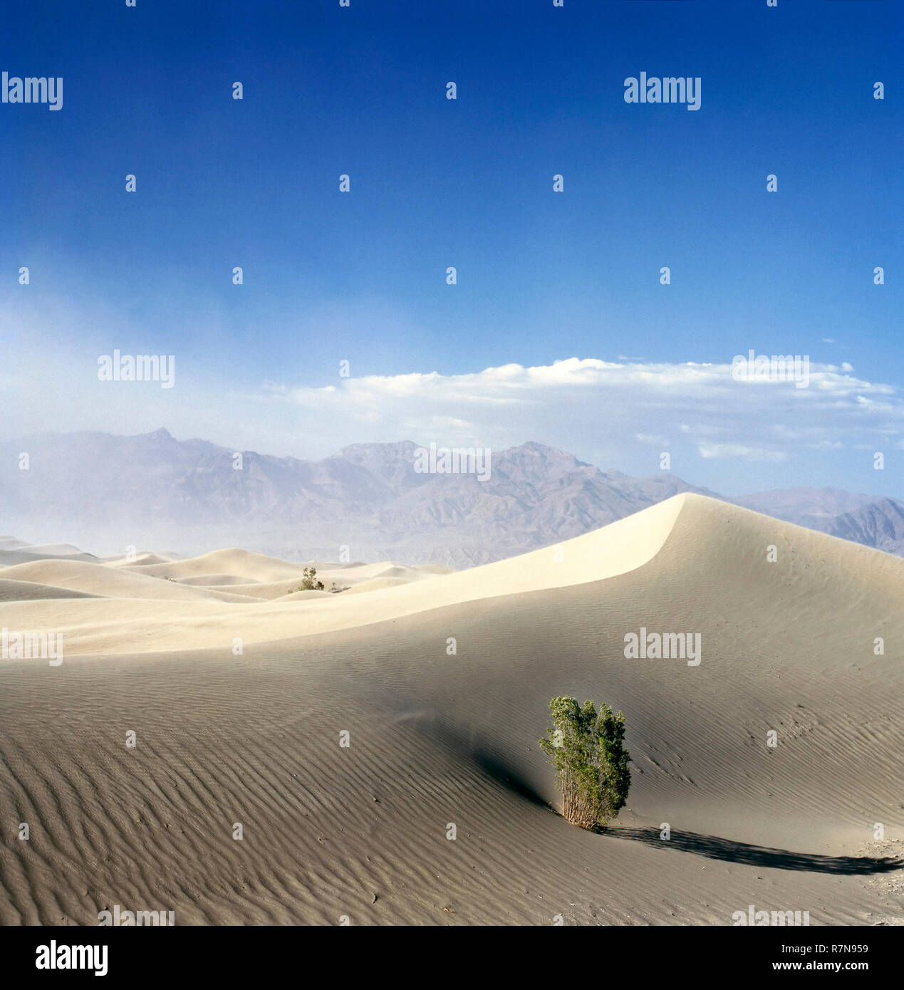 Baum im Death Valley National Park USA mit einem kommenden sand Storm Stockfoto