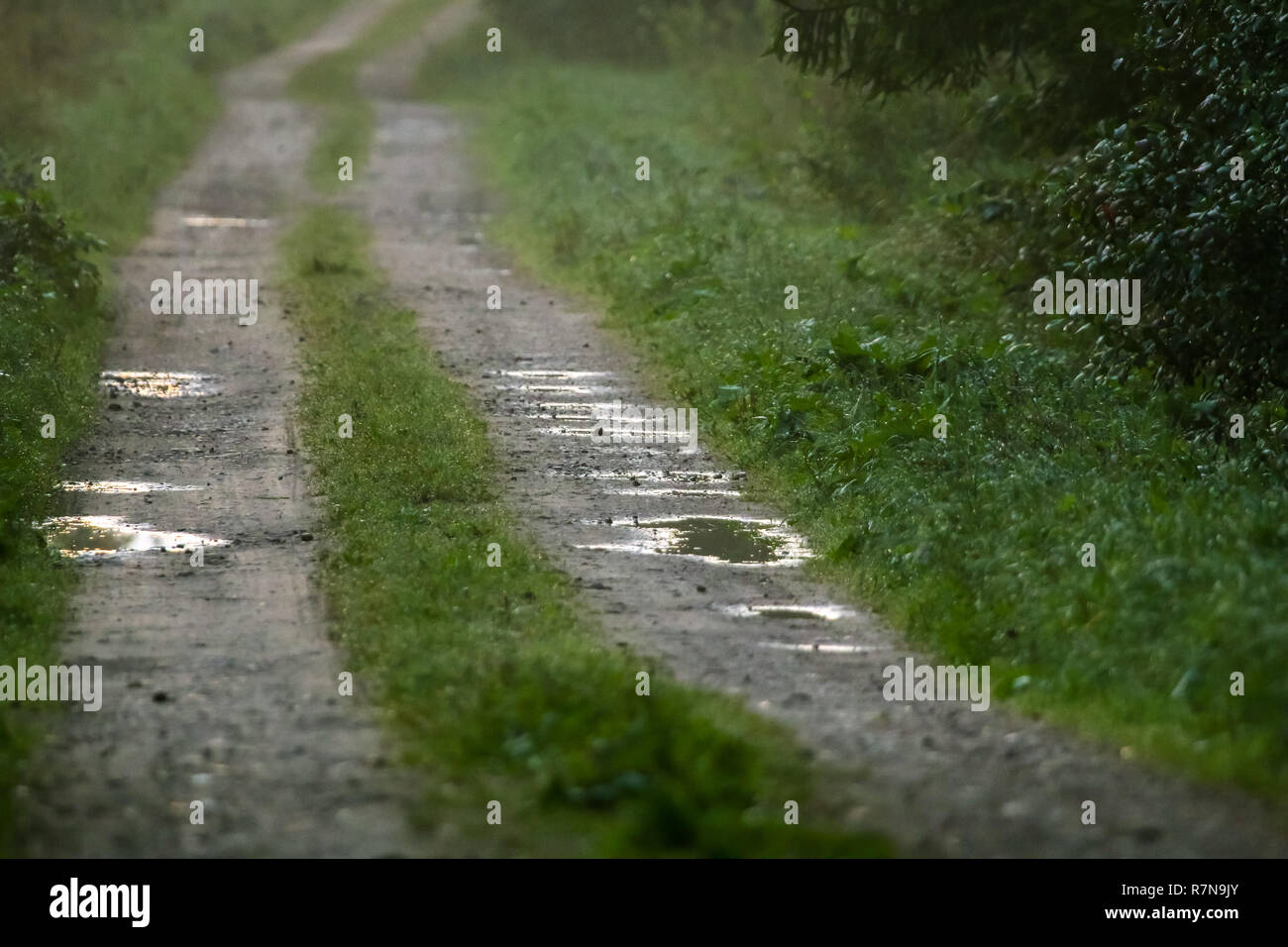 Ländliche Landschaft mit leeren Landschaft Schmutz nasse Straße. Unbefestigte Straße durch die nebligen Wald in Kemeri. Pfützen auf der Landstraße in Lettland. Pfützen Stockfoto