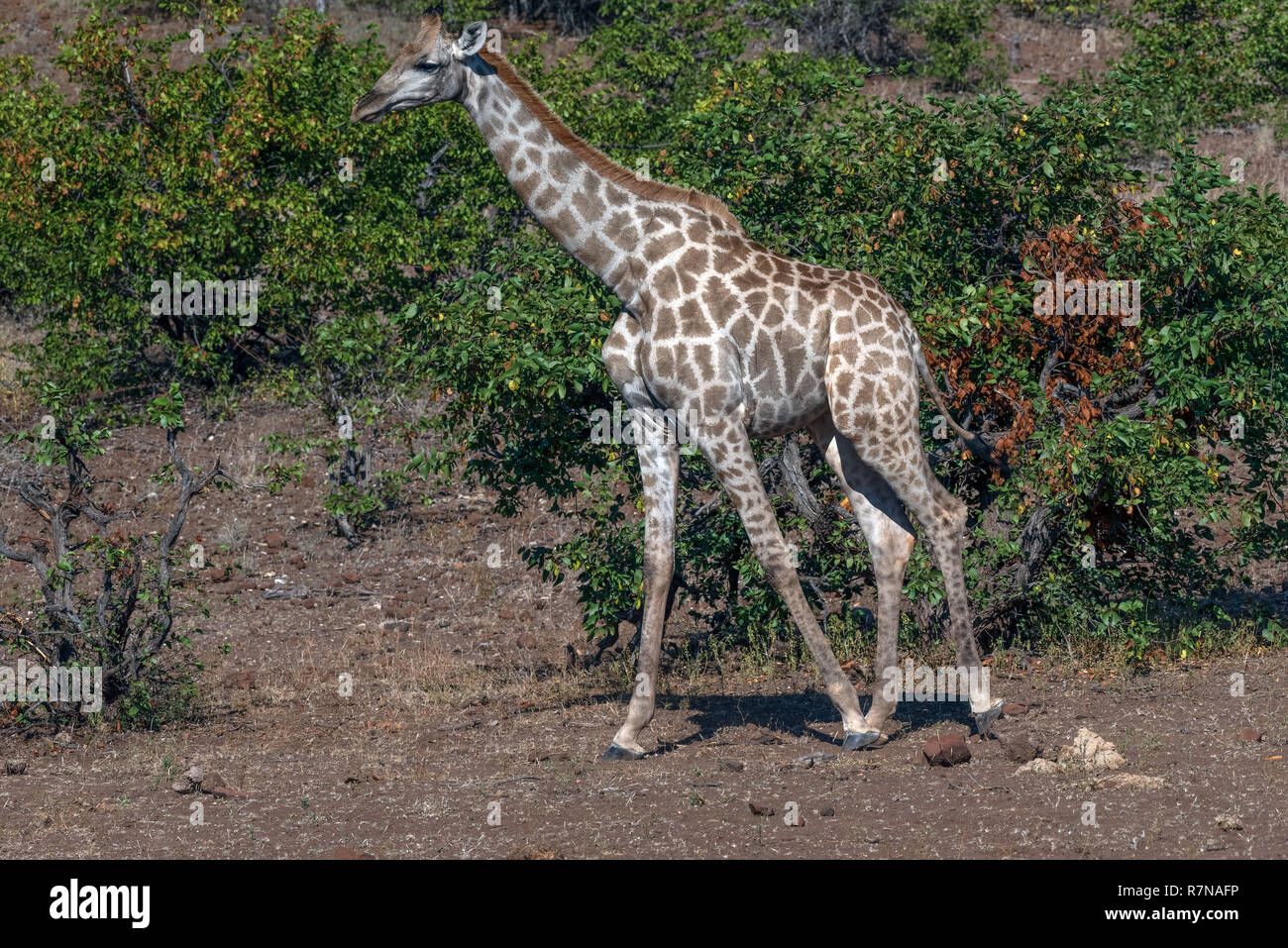Südafrikanische oder Cape Giraffe in Mashatu in Botsuana Stockfoto