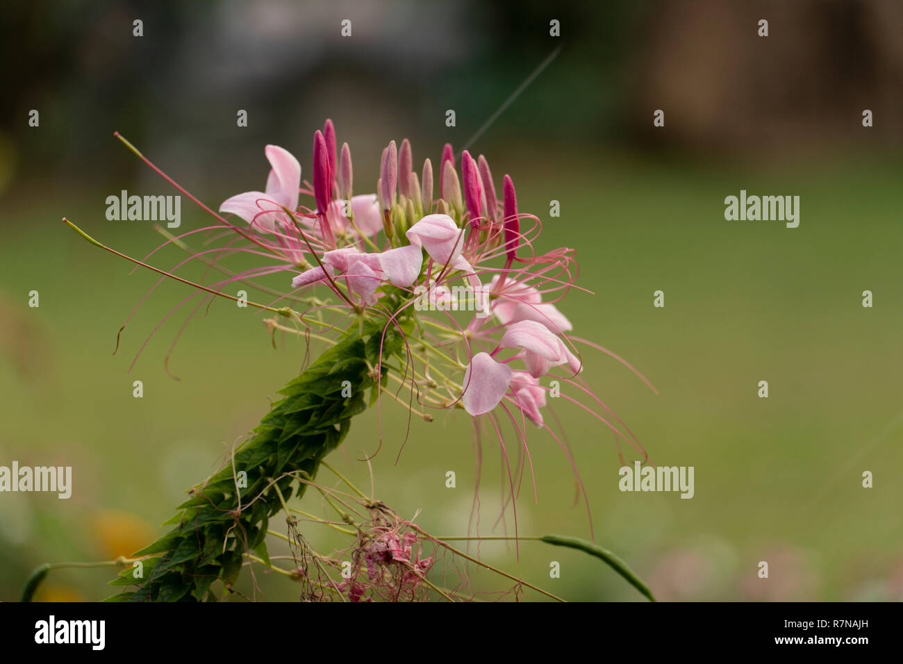 Single von Spider Blume rosa Farbe im Garten. Stockfoto