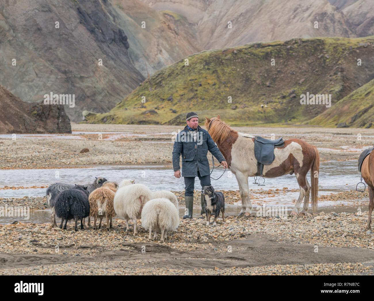 Bauer auf Schafe sammeln, Landmannalaugar Central Highlands, Island Stockfoto