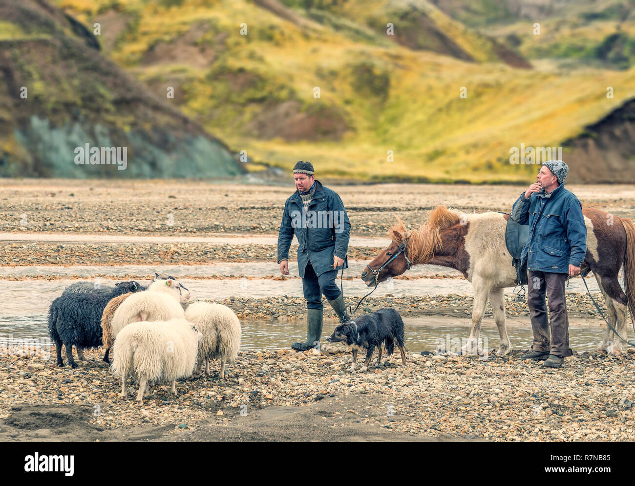 Landwirte auf Schafe sammeln, Landmannalaugar Central Highlands, Island Stockfoto