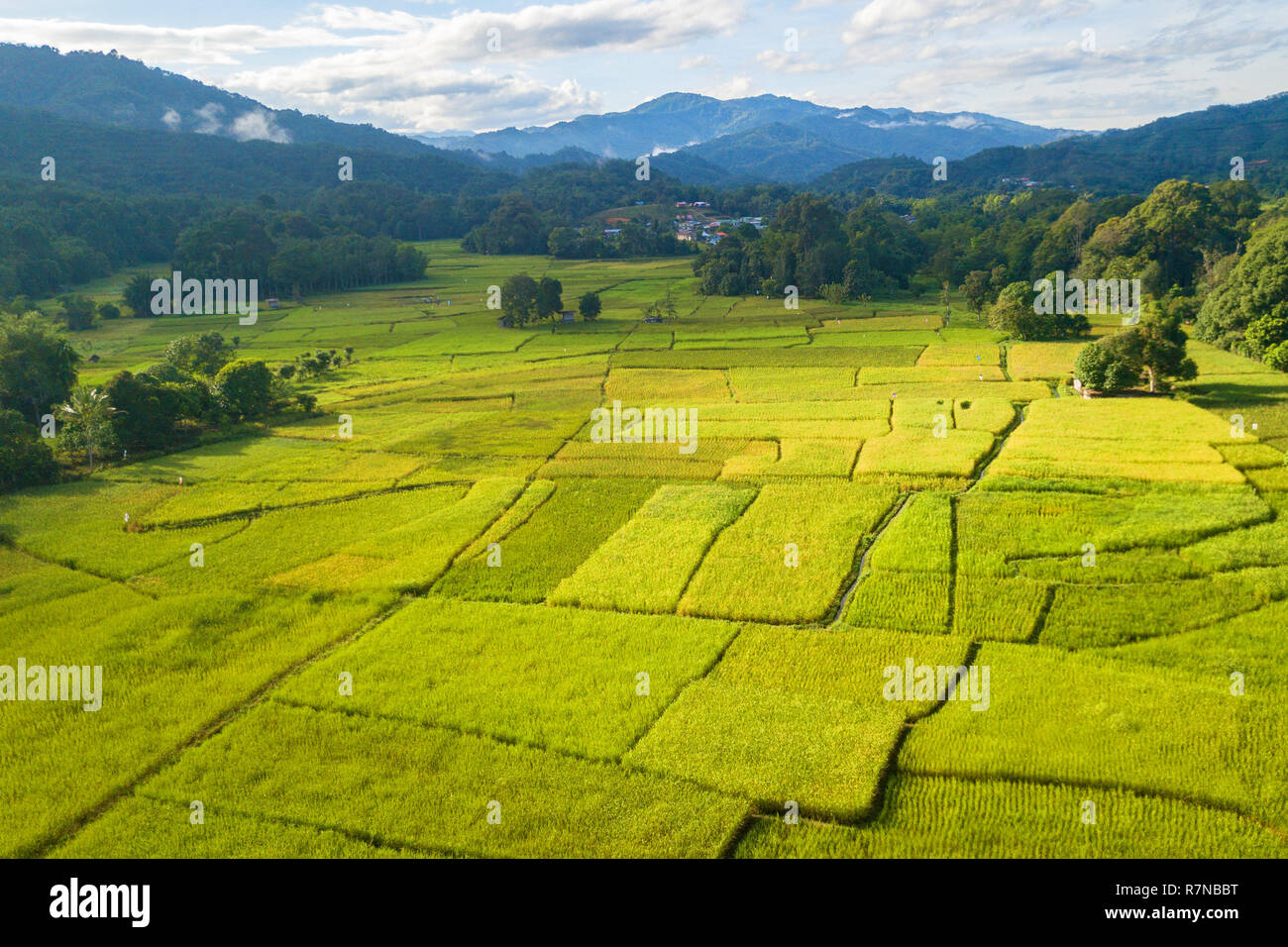 Reisfeld Tal in Sabah Malaysia Borneo Stockfoto