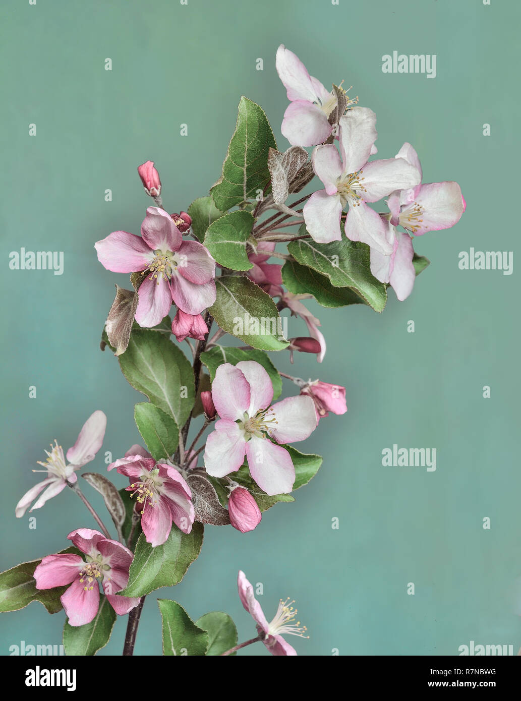 Filiale der blühenden Apfelbaum mit rosa Blüten und Blätter in der Nähe, im alten Stil auf einem Kalk farbigen Hintergrund isoliert. Sanfte Frühling Hintergrund Stockfoto