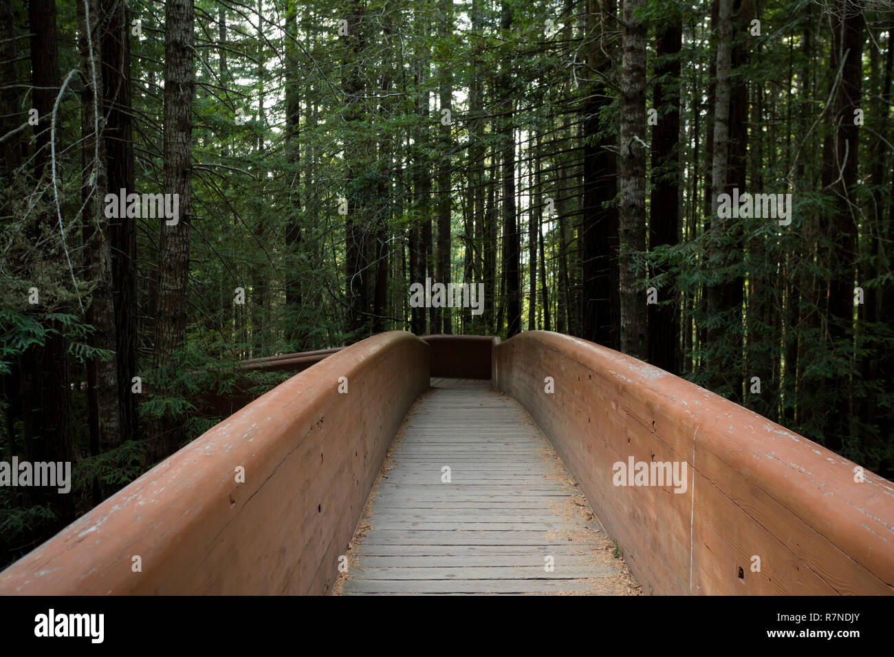 Wanderwege an der Lady Bird Johnson Grove Trail in Kalifornien Redwoods National Park und State Parks. Stockfoto