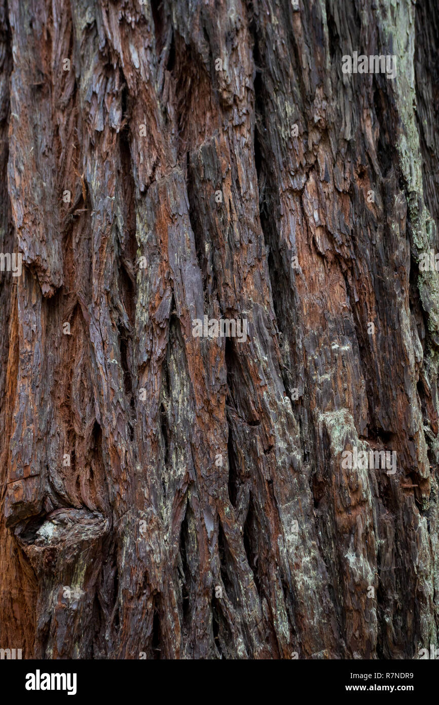 Wanderwege an der Lady Bird Johnson Grove Trail in Kalifornien Redwoods National Park und State Parks. Stockfoto