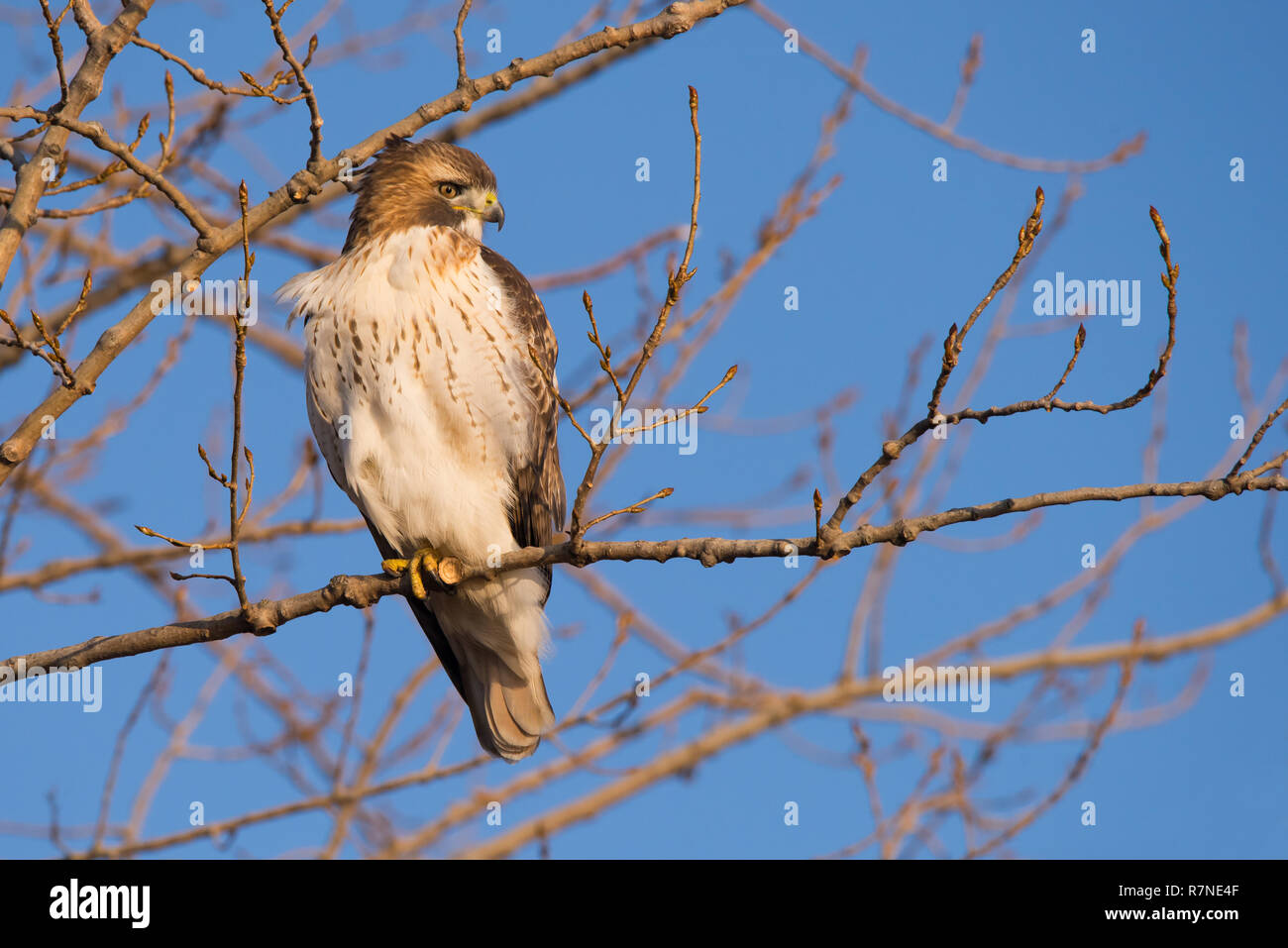 Eine junge Red-tailed Hawk sucht nach einer Mahlzeit aus der Barsch bei Tommy Thompson Park in Toronto, Ontario, Kanada. Stockfoto