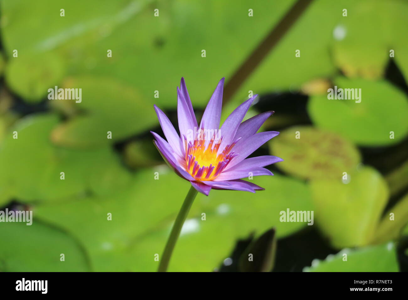 Nymphaea nouchali auch als Star Water Lily oder Blauen Lotus in Auckland Winter Gärten bekannt. Stockfoto