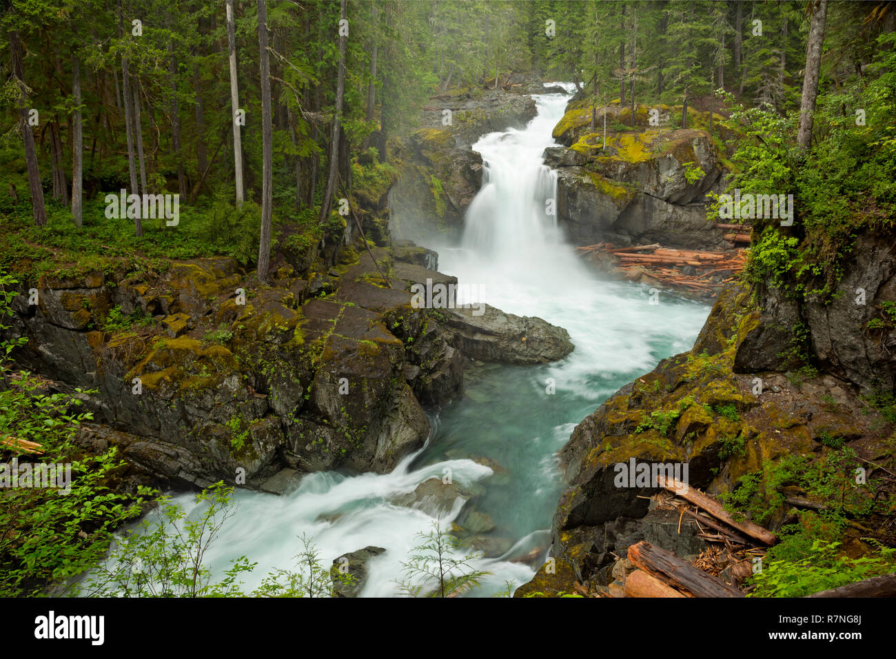 WA 15486-00 ... WASHINGTON - Silber fällt auf den Ohanapecosh River im Mount Rainier National Park. Stockfoto