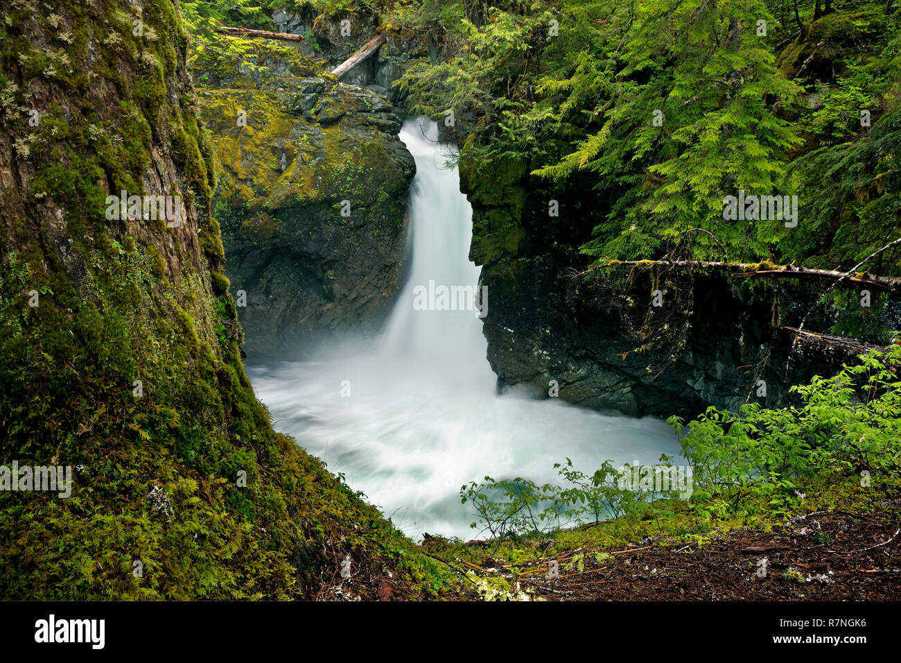 WASHINGTON - Stafford fällt auf Chinook Creek im Mount Rainier National Park. Stockfoto