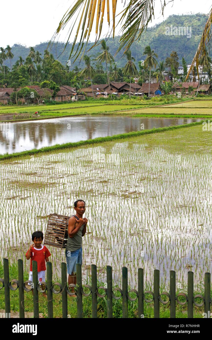 Indonesien, Java, Borobudur, Mann mit seinem Sohn das Tragen einer Taube Käfig in der Mitte der Felder von Reis Stockfoto