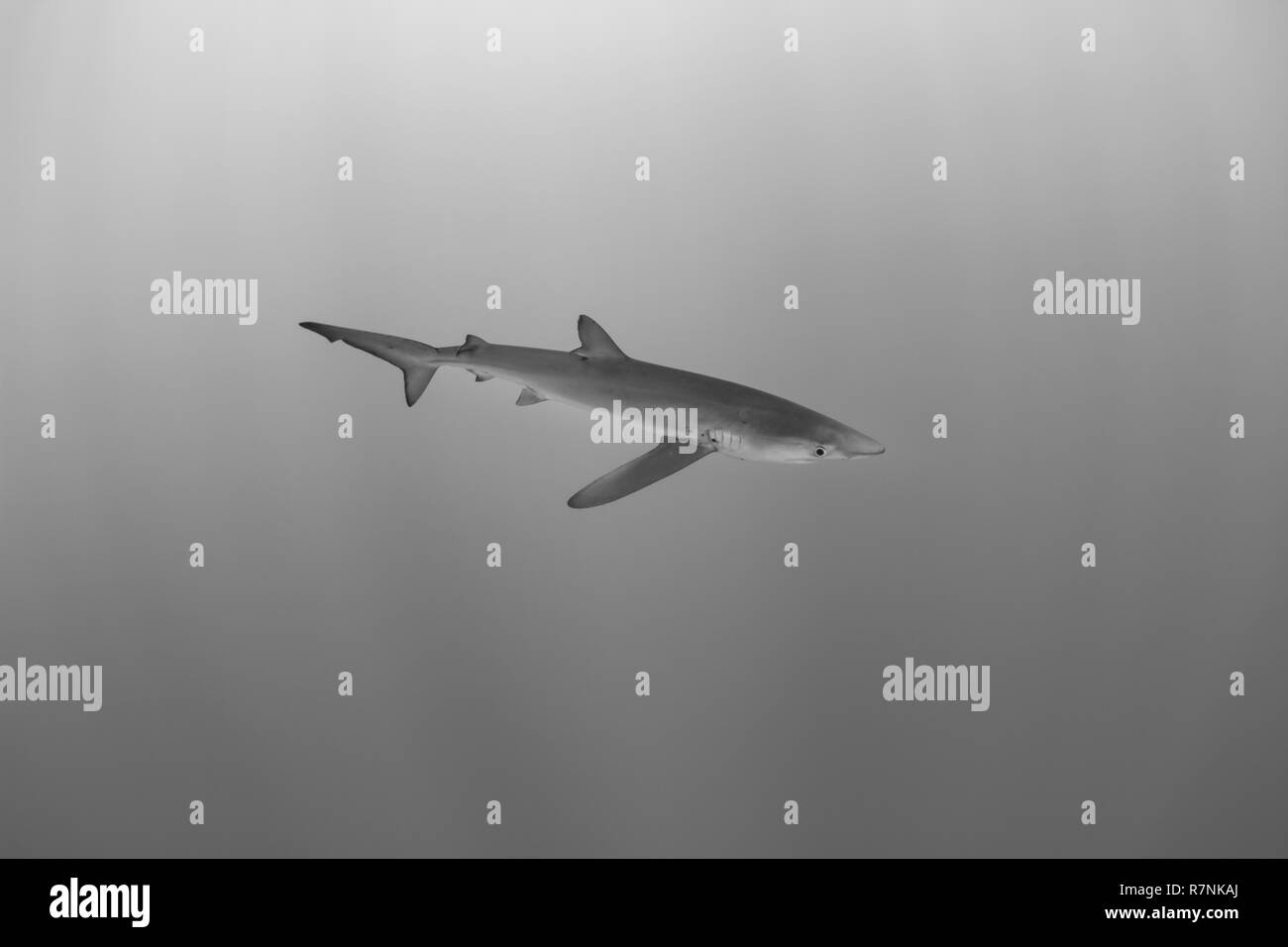 Blue Shark - Requin Bleu (prionace Hastata), Insel Pico, Azoren Archipel. Stockfoto