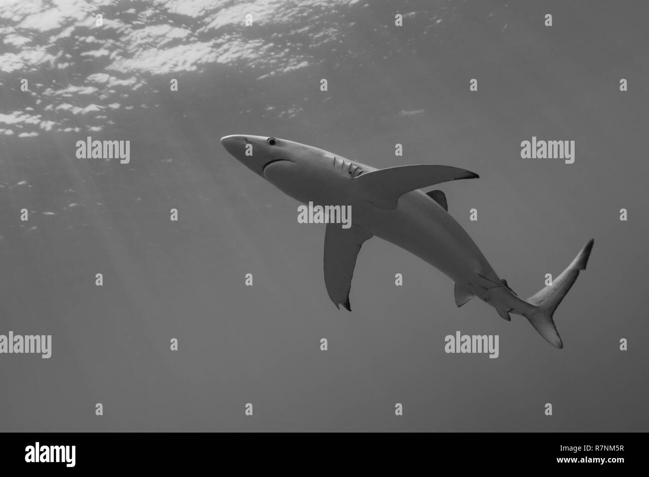 Blue Shark - Requin Bleu (prionace Hastata), Insel Pico, Azoren Archipel. Stockfoto