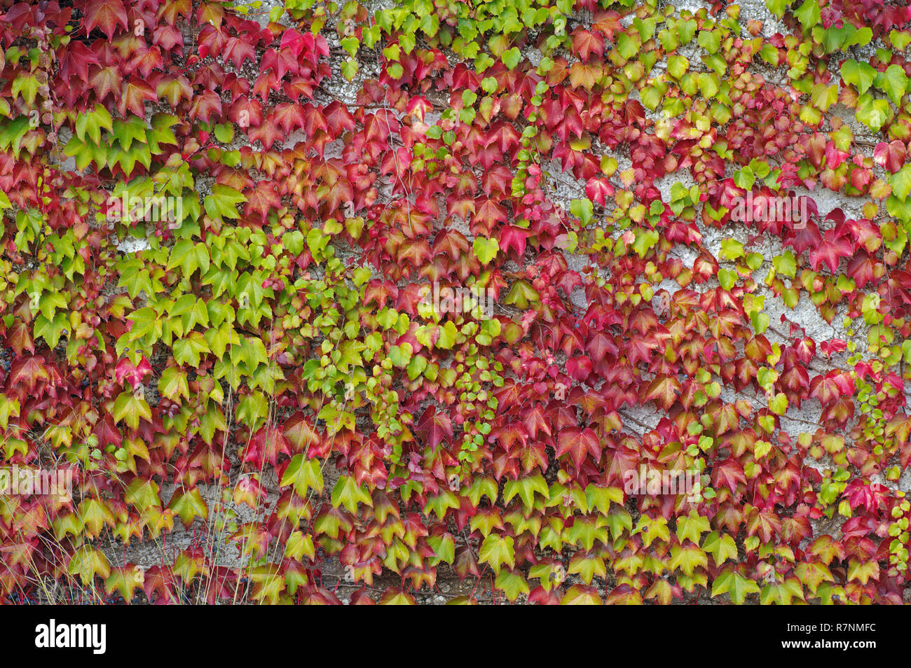 Farben der Herbst: Blätter von Parthenocissusn Tricuspidata, der Boston Efeu oder Grape Ivy, Familie Vitaceae Stockfoto