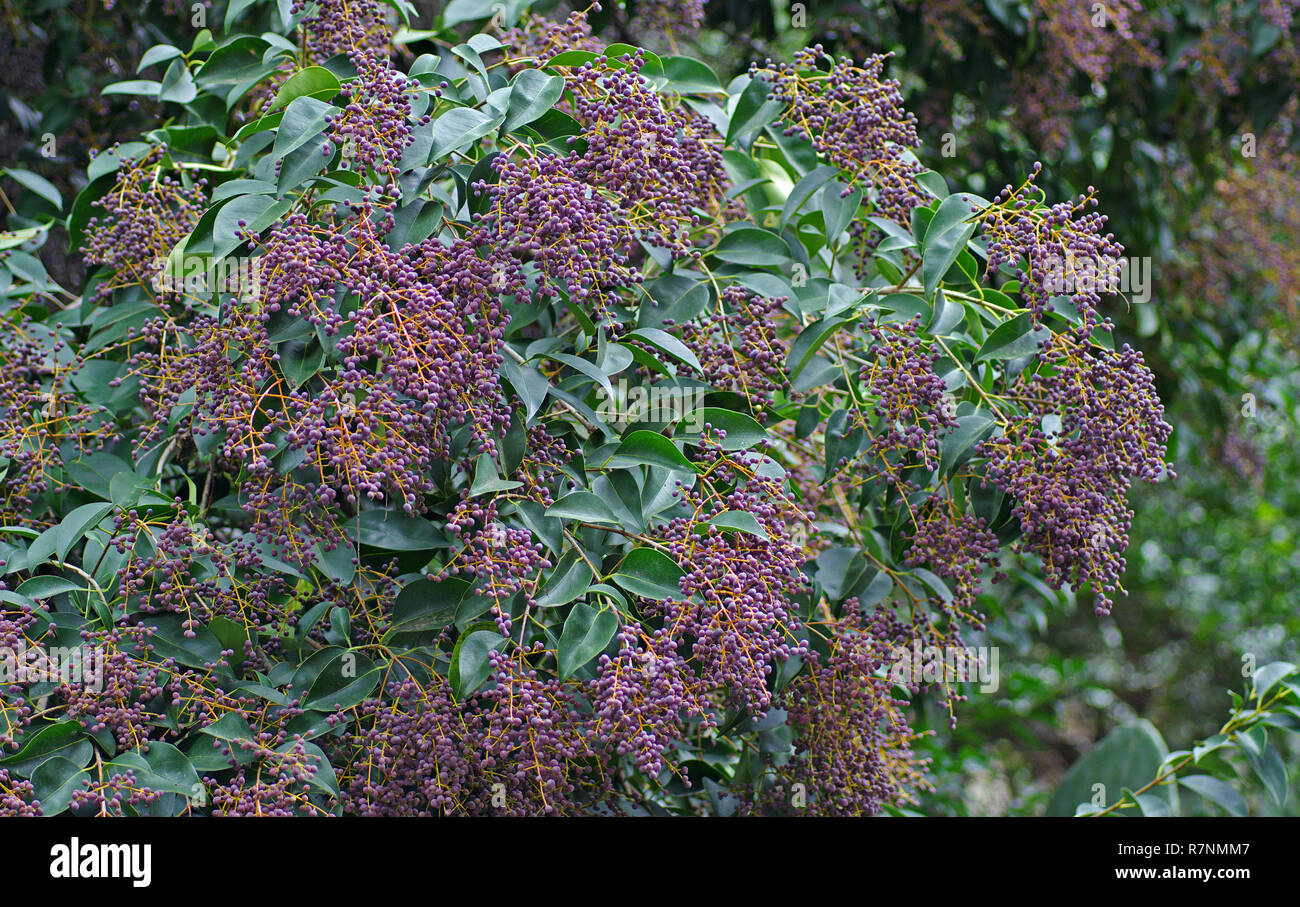 Ligustrum japonicum, das Wachs - Blatt Liguster oder japanischer Liguster,  Familie Fabaceae Stockfotografie - Alamy