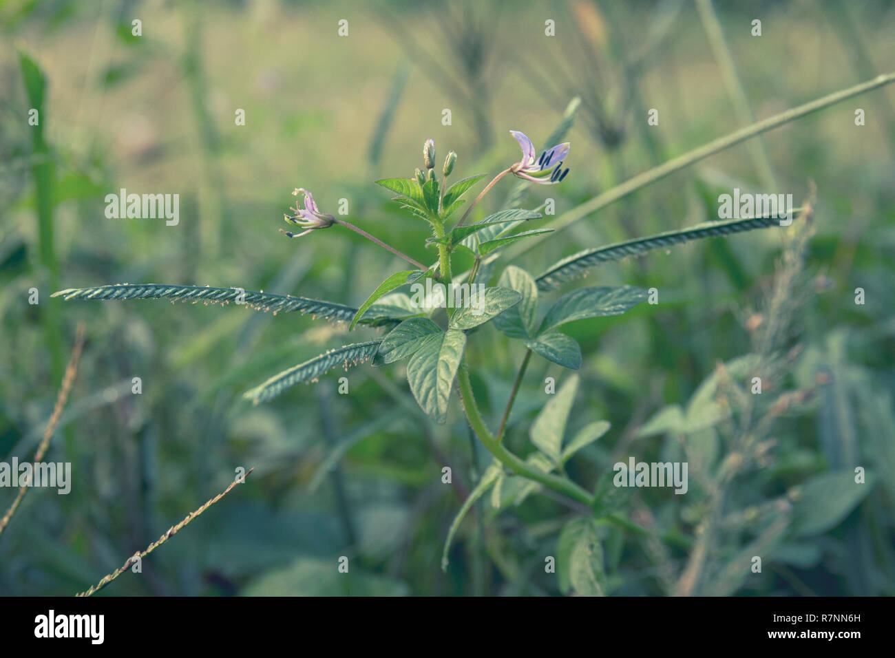 Die schöne Natur Stockfoto