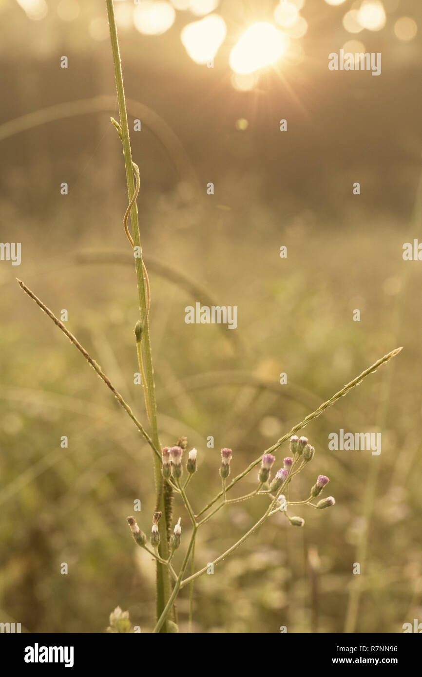 Die schöne Natur Stockfoto