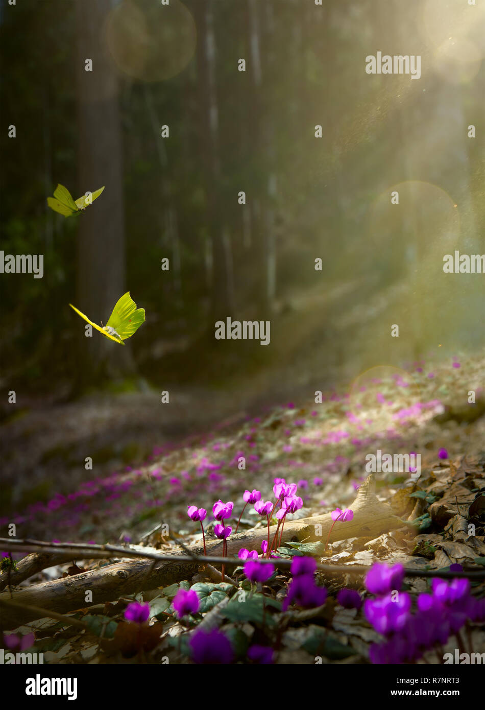 Ostern Frühling Blumen Hintergrund; frische Blumen und gelben Schmetterling auf Frühling Wald Hintergrund Stockfoto