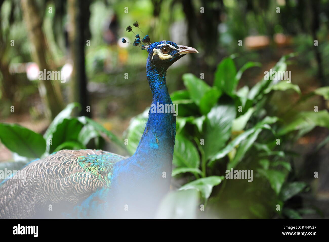 Peacock In Wild Stockfotos Peacock In Wild Bilder Alamy