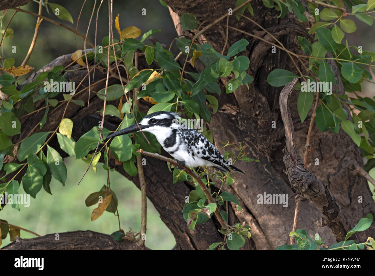 Pied Kingfisher thront auf einem Ast sitzt, Botswana Stockfoto