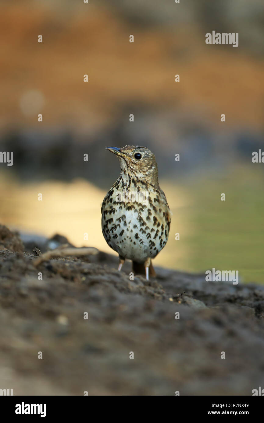 Singdrossel (Turdus Philomelos) Stockfoto