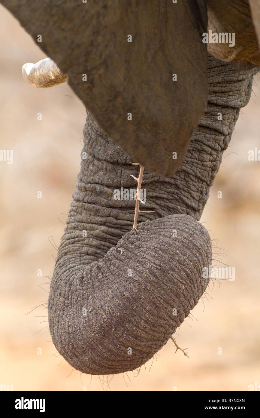 Südafrika Wildlife: Elefanten essen Trockene acacia Zweige mit stacheligen Dornen in trockenen Bedingungen Stockfoto